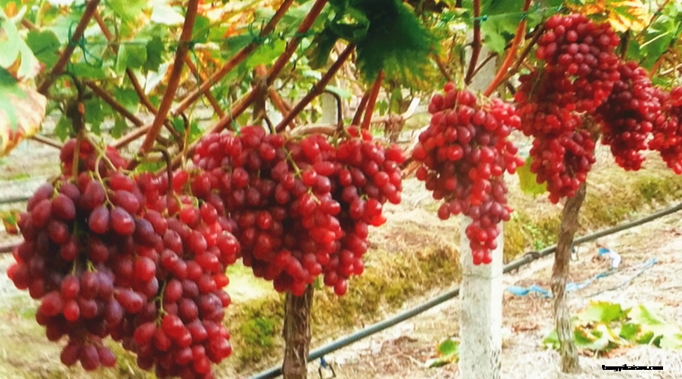 冰美人5號(hào)