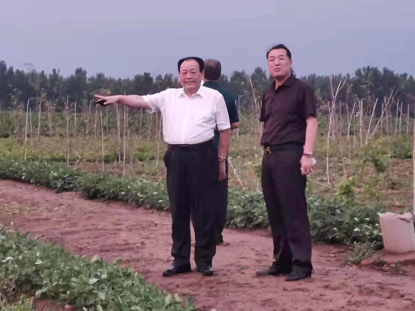 中綠生態(tài)農(nóng)業(yè)科學(xué)院院長(zhǎng)在種植基地考察植物高鈣